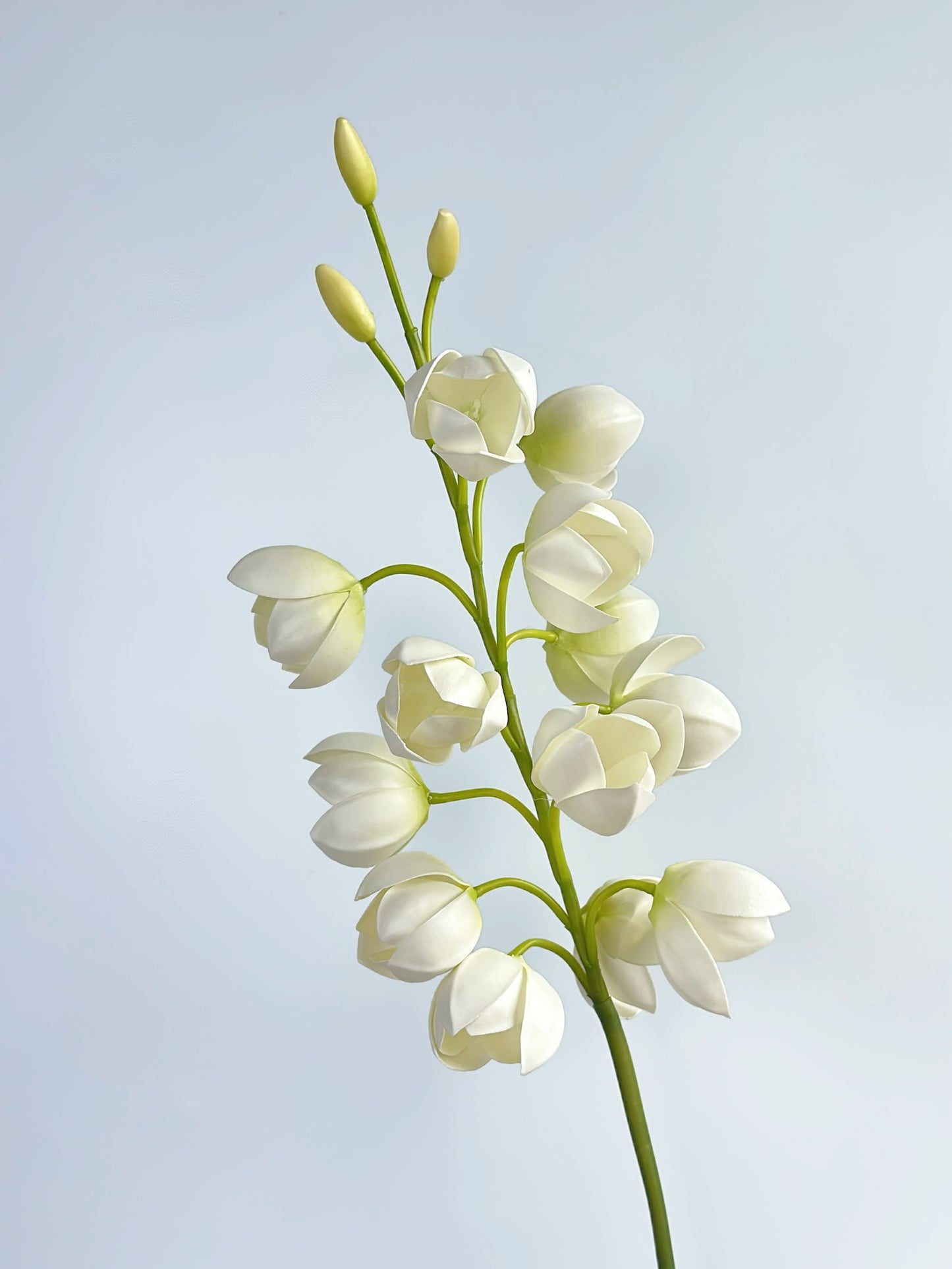 White Lily of Valley