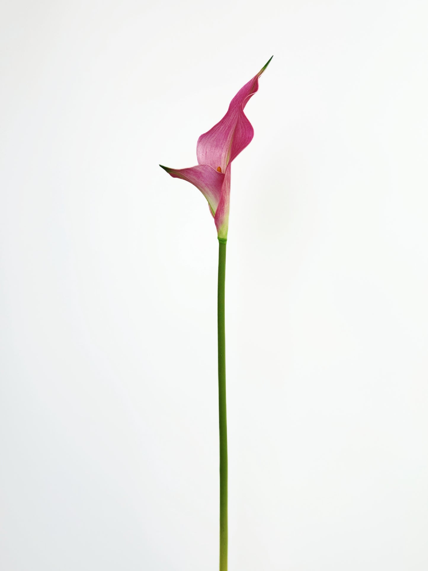 Petal Calla Lily in Rose Pink