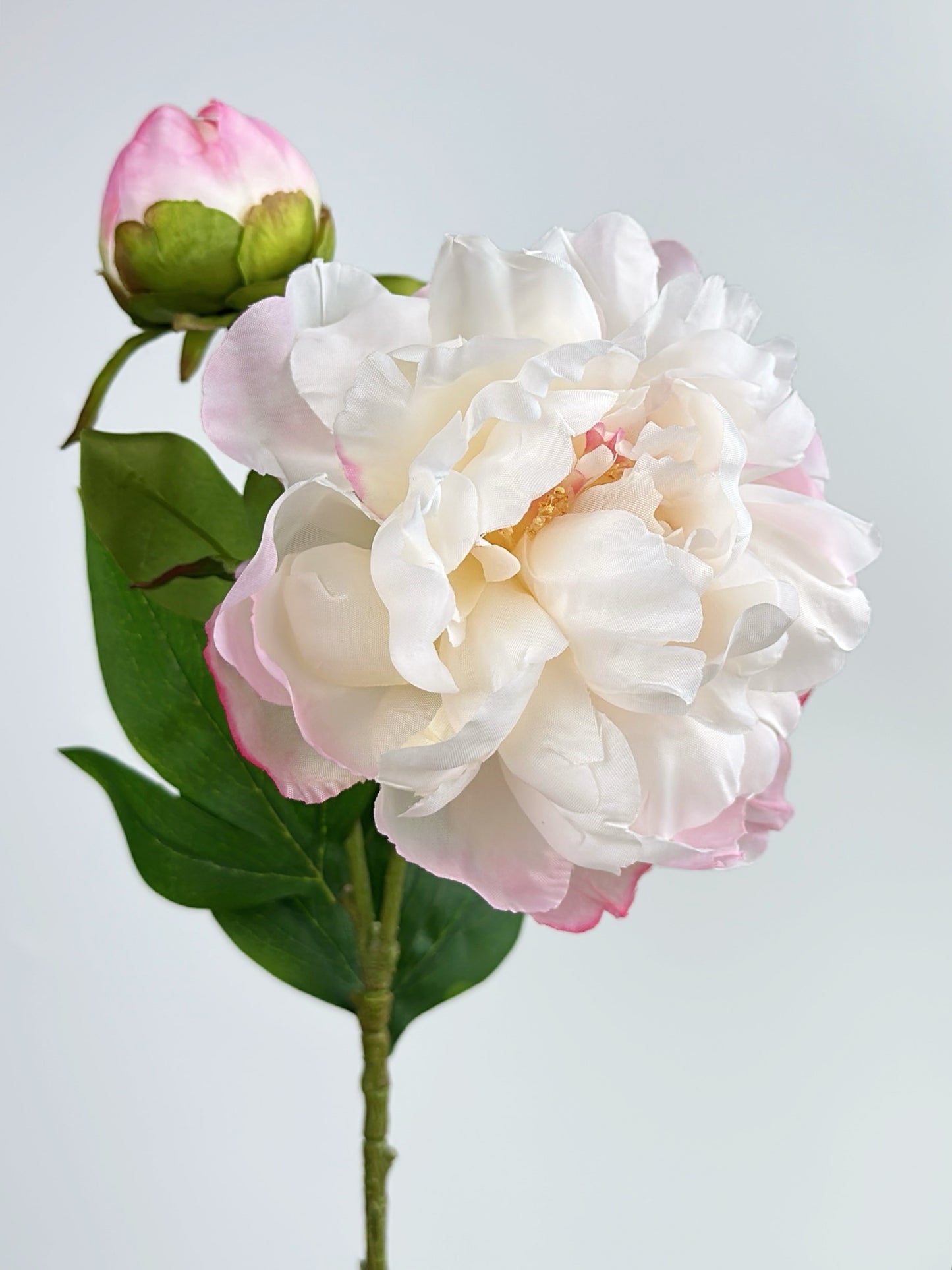 2-Head Luxury Peony Flower in Blush Pink