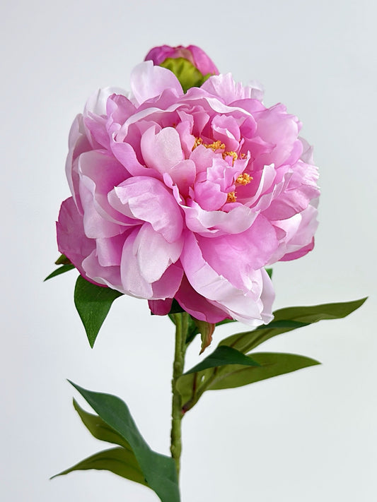 2-Head Luxury Peony Flower in Purple Pink