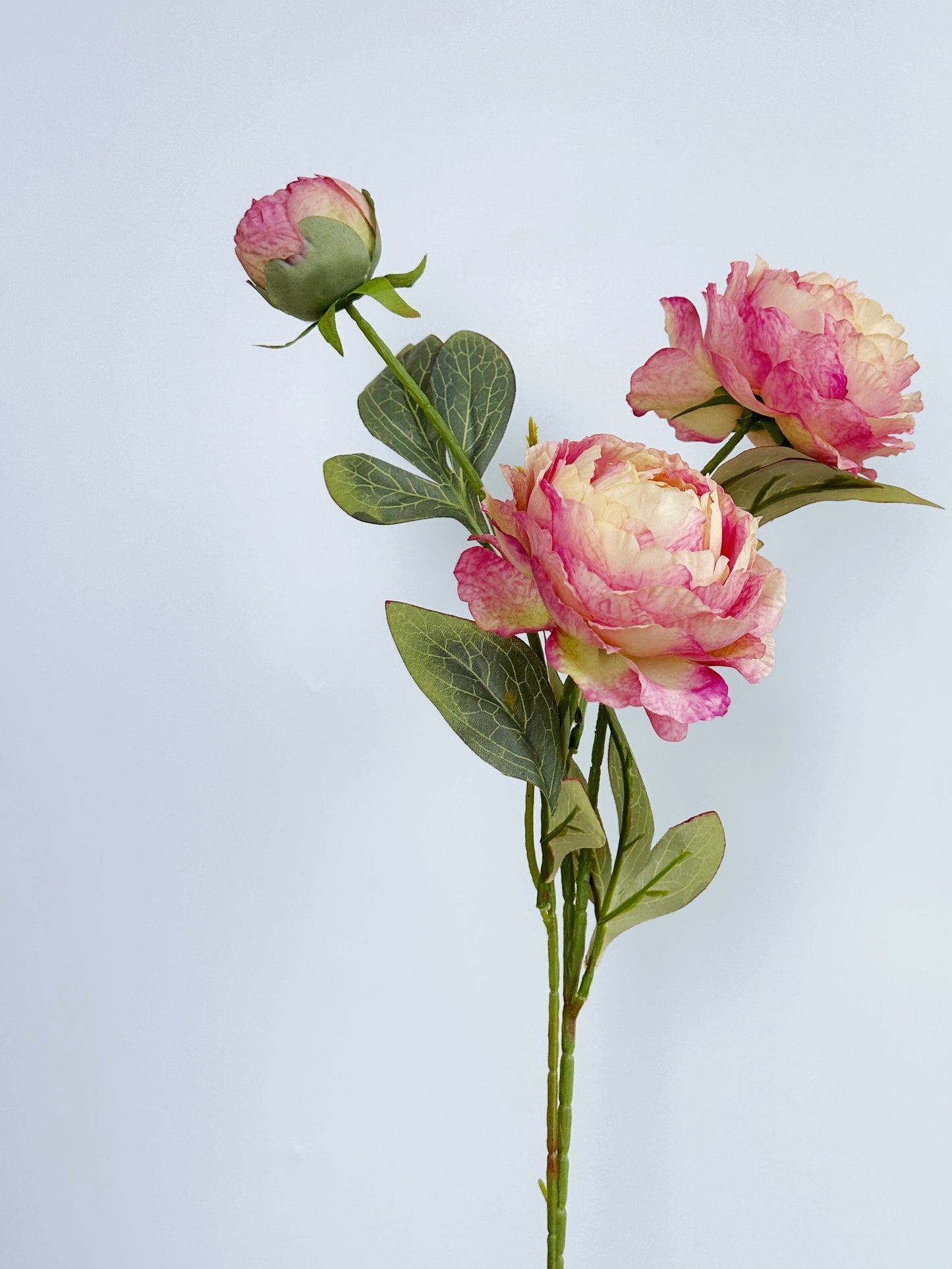 3-Head Oil Painting Peony in Dusty Rose