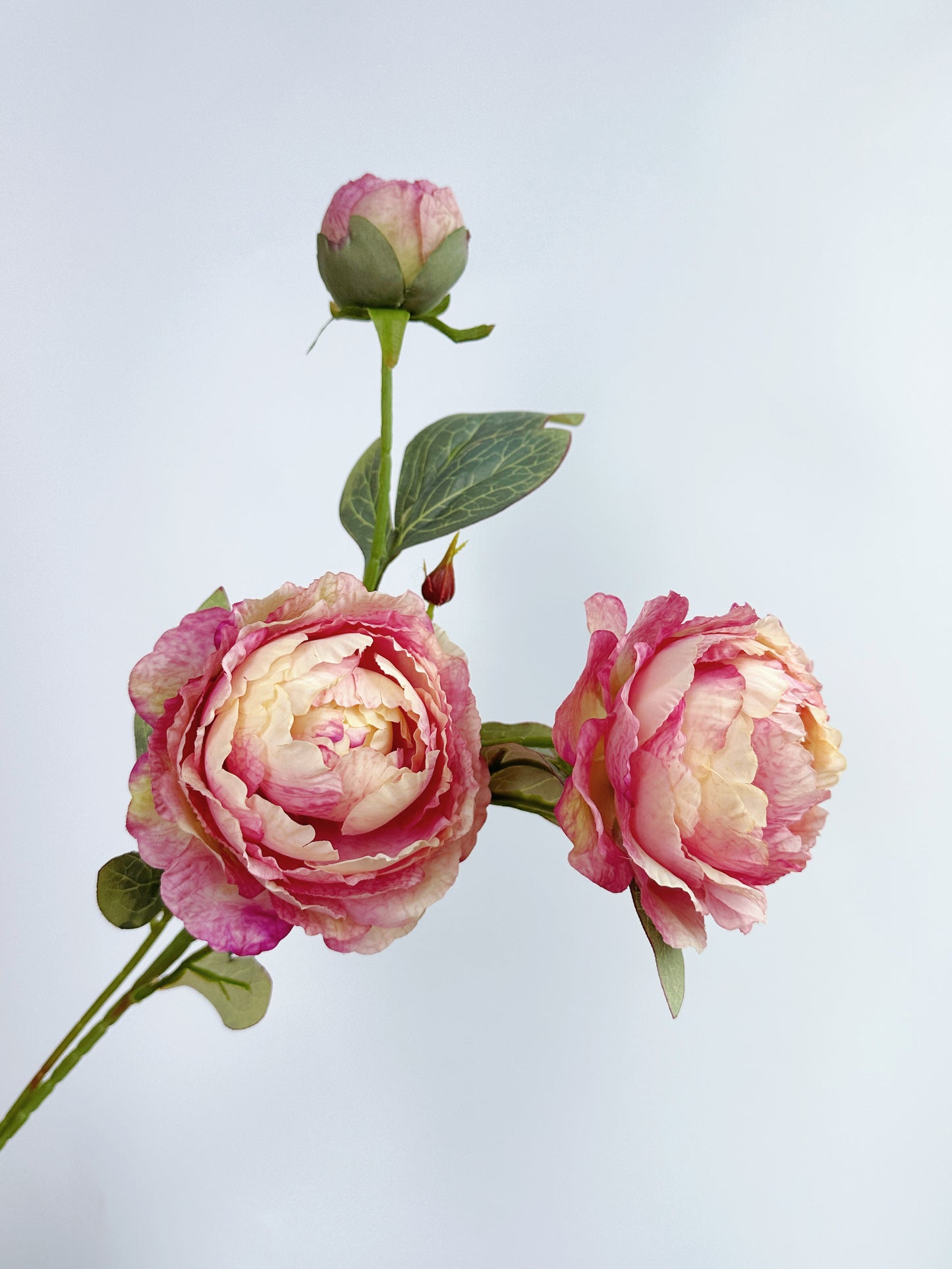3-Head Oil Painting Peony in Dusty Rose