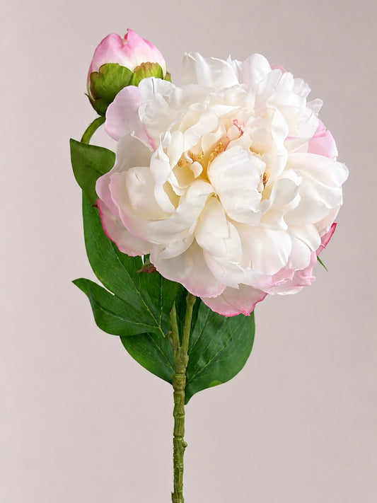 Silk Peony Flower - Blush Pink ( 1 Stem / 2 Heads )