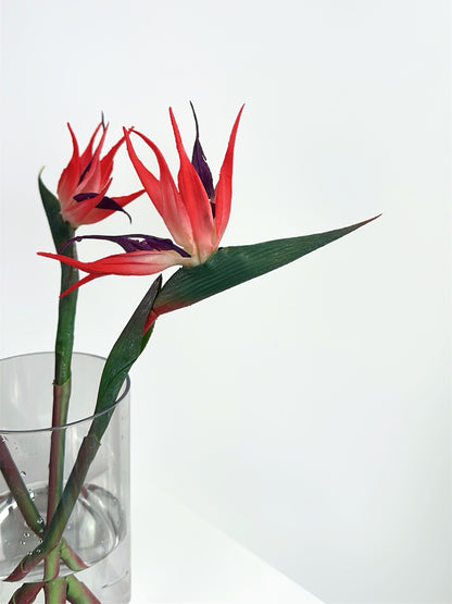 Flamingo Red Bird of Paradise