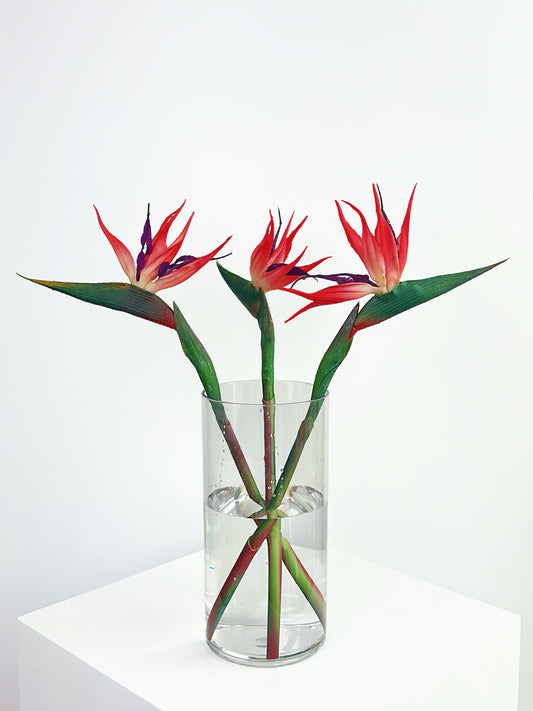 Flamingo Red Bird of Paradise