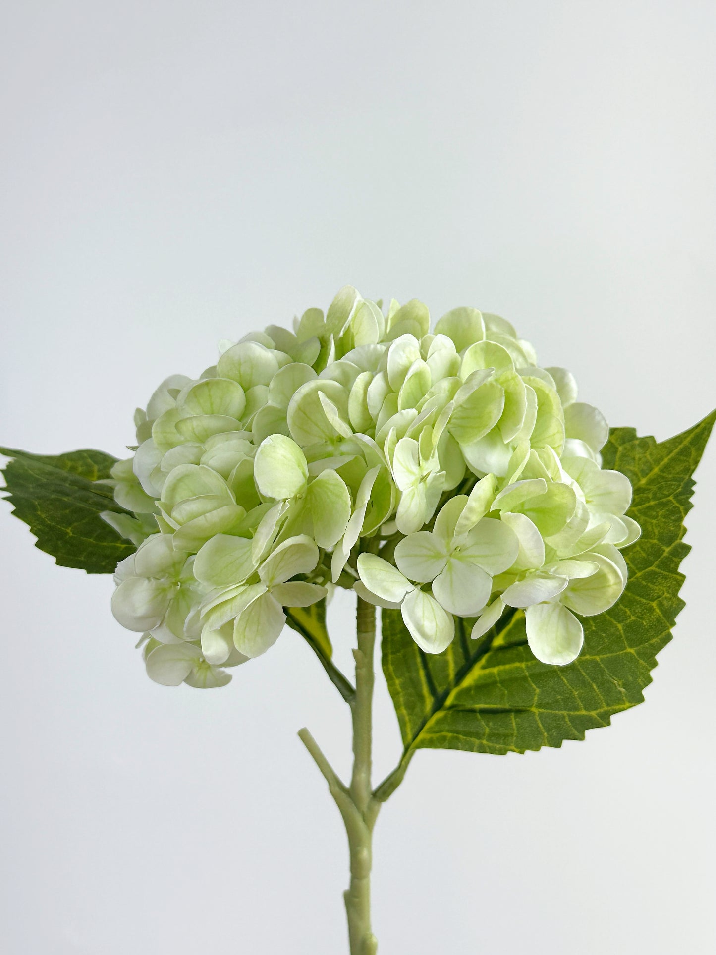 Cream Green Real Touch Hydrangea
