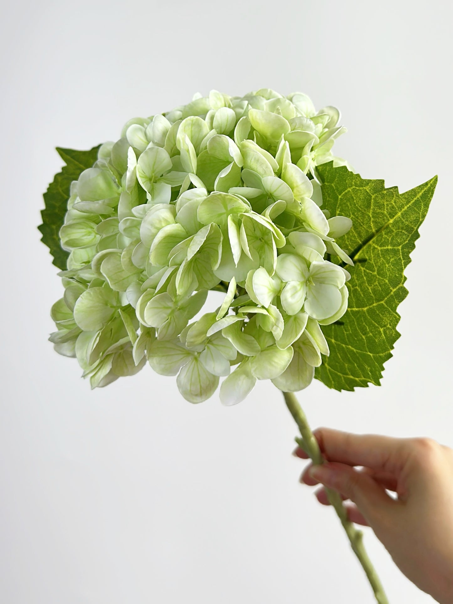 Cream Green Real Touch Hydrangea