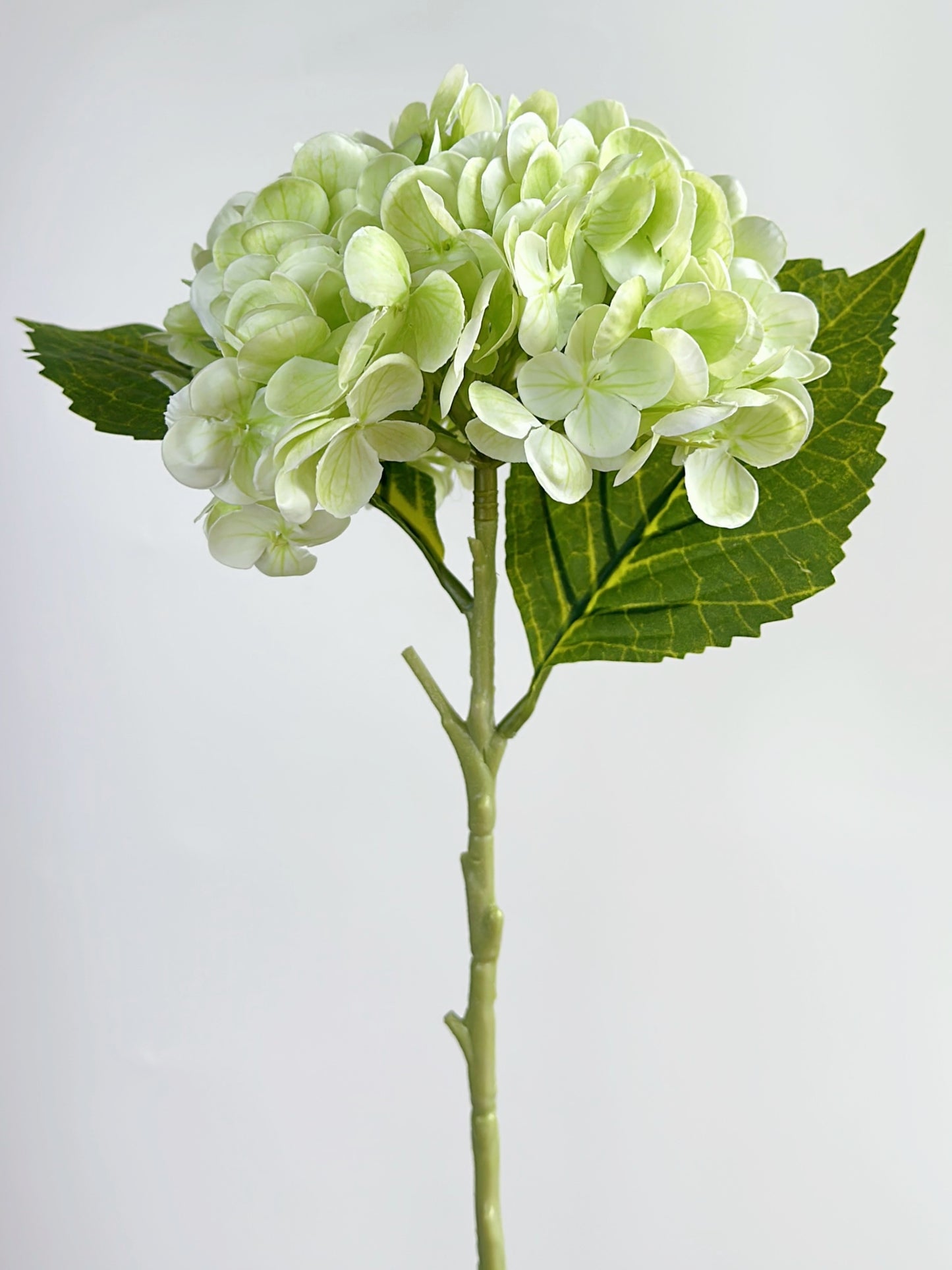Cream Green Real Touch Hydrangea