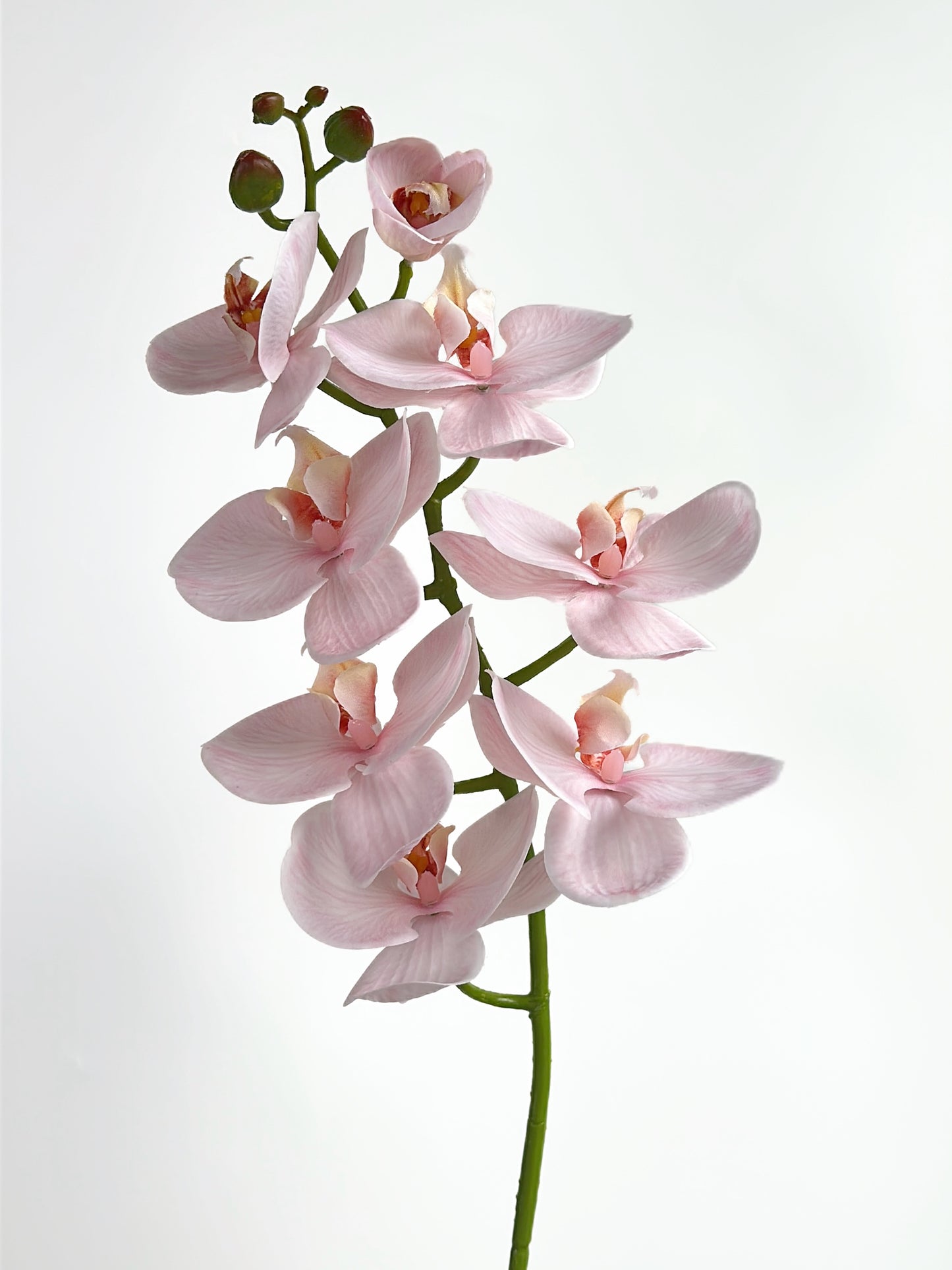 Deluxe Real Touch Phalaenopsis Orchid in Blush Pink