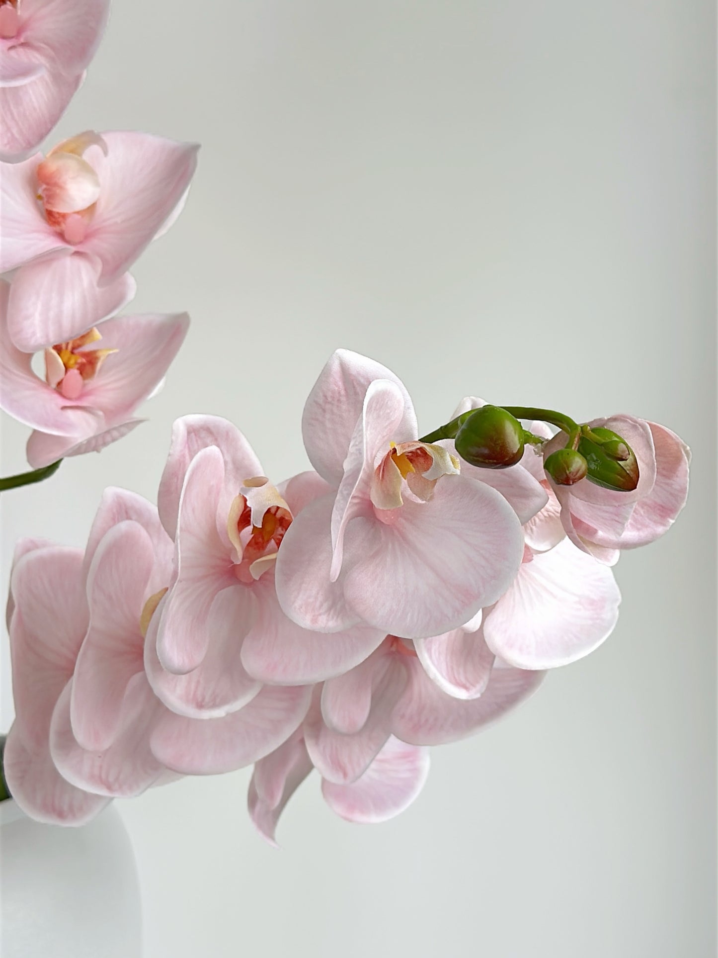 Deluxe Real Touch Phalaenopsis Orchid in Blush Pink