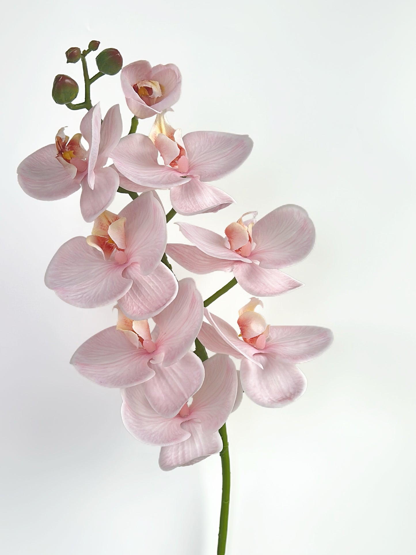 Deluxe Real Touch Phalaenopsis Orchid in Blush Pink