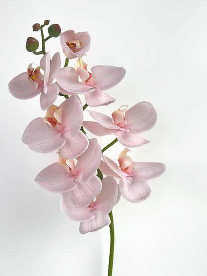 Deluxe Real Touch Phalaenopsis Orchid in Blush Pink