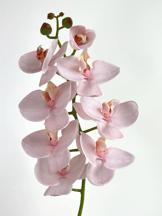 Deluxe Real Touch Phalaenopsis Orchid in Blush Pink (Single-Stem Price)