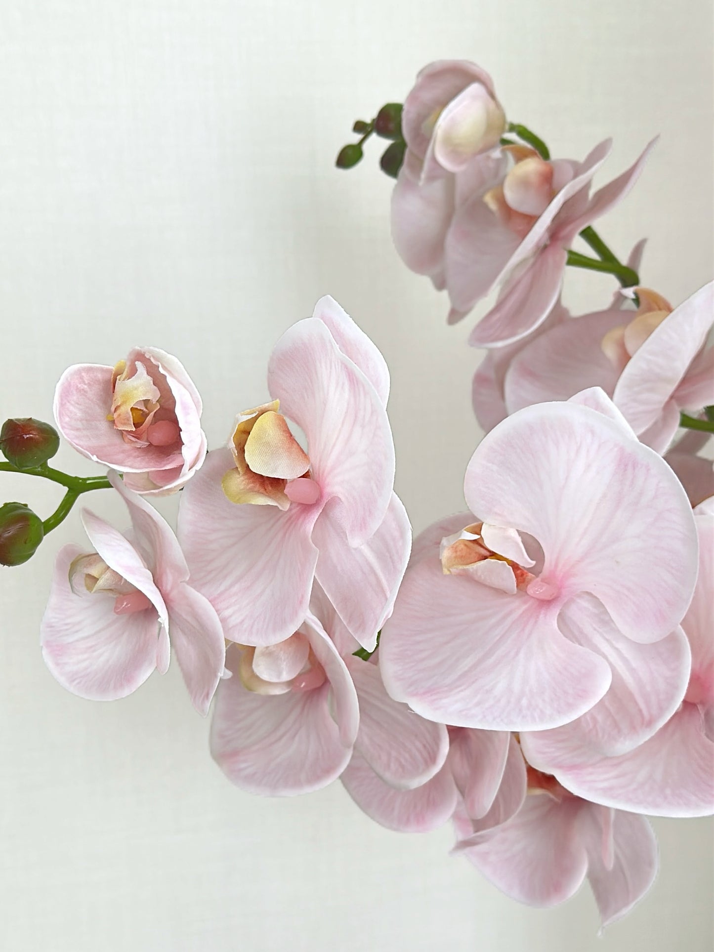Deluxe Real Touch Phalaenopsis Orchid in Blush Pink