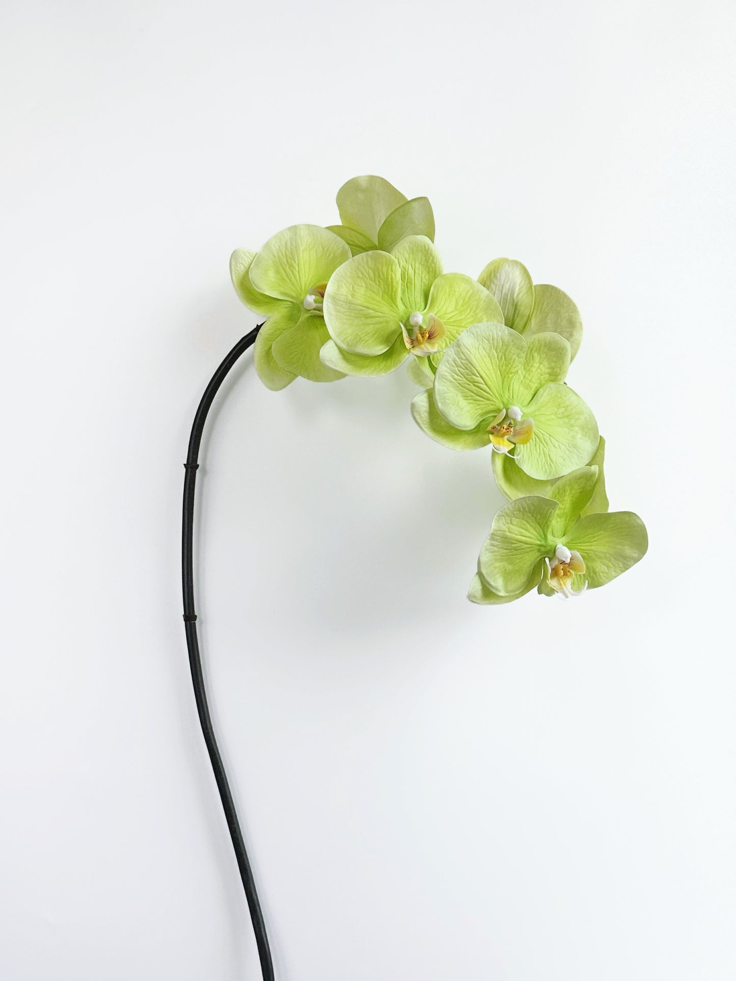 Deluxe Real Touch Phalaenopsis Orchid in Green
