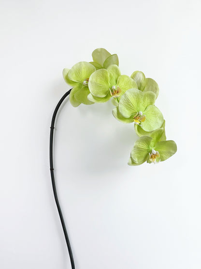 Deluxe Real Touch Phalaenopsis Orchid in Green