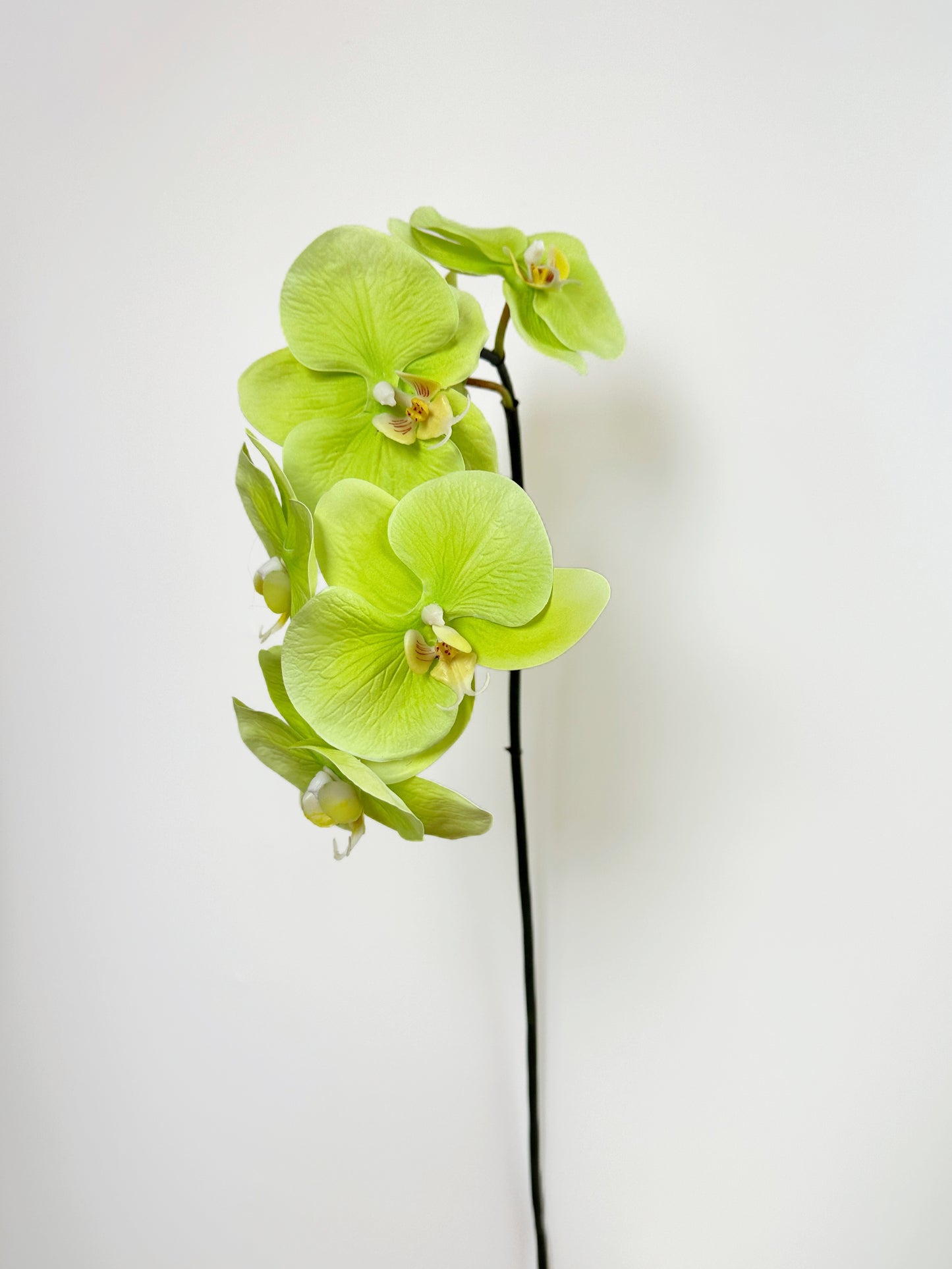 Deluxe Real Touch Phalaenopsis Orchid in Green