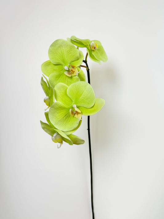 Deluxe Real Touch Phalaenopsis Orchid in Green