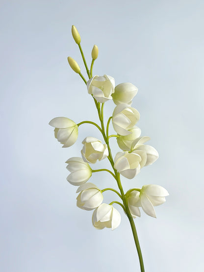 White Lily of Valley