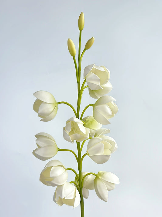 White Lily of Valley