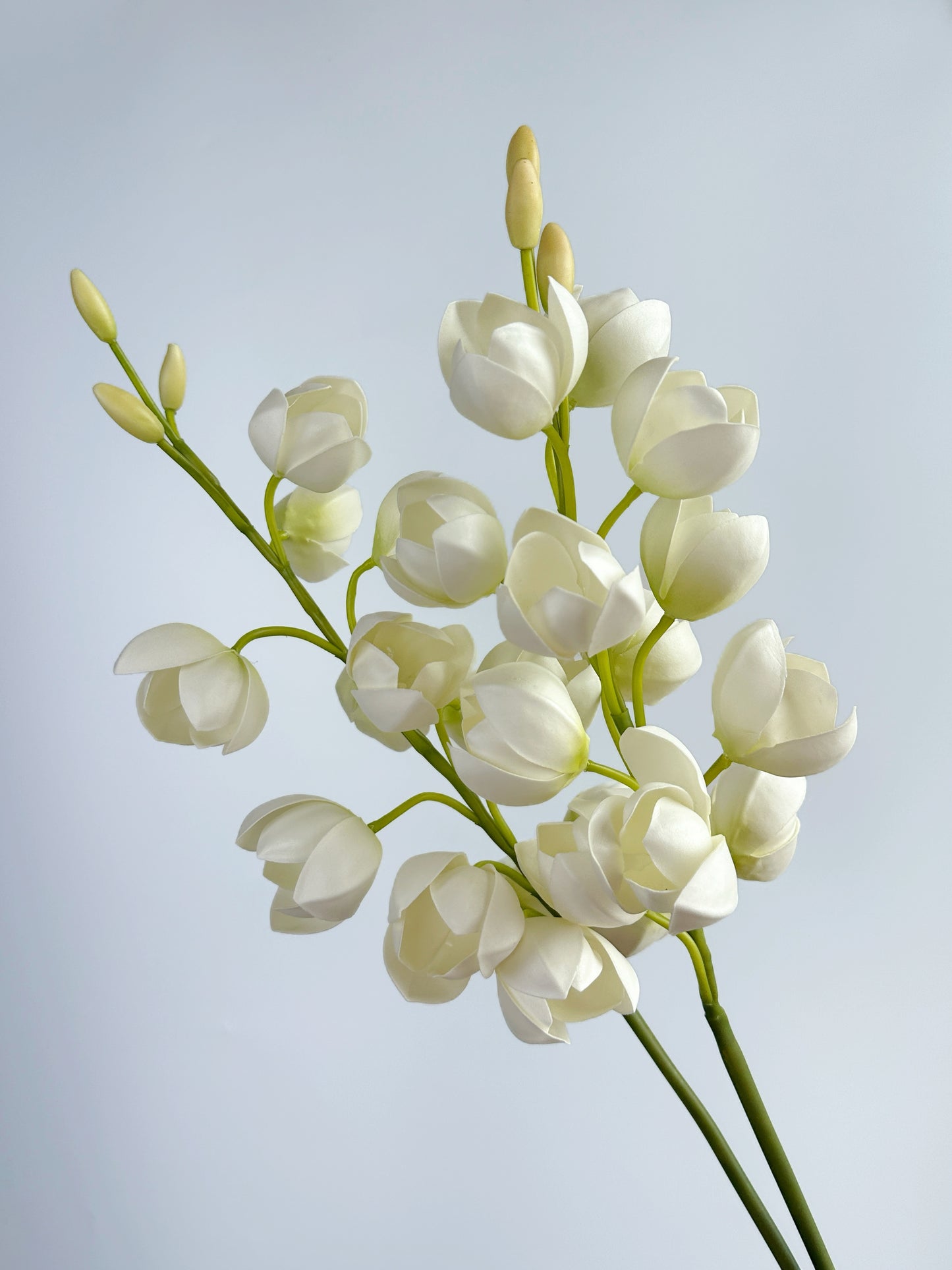 White Lily of Valley