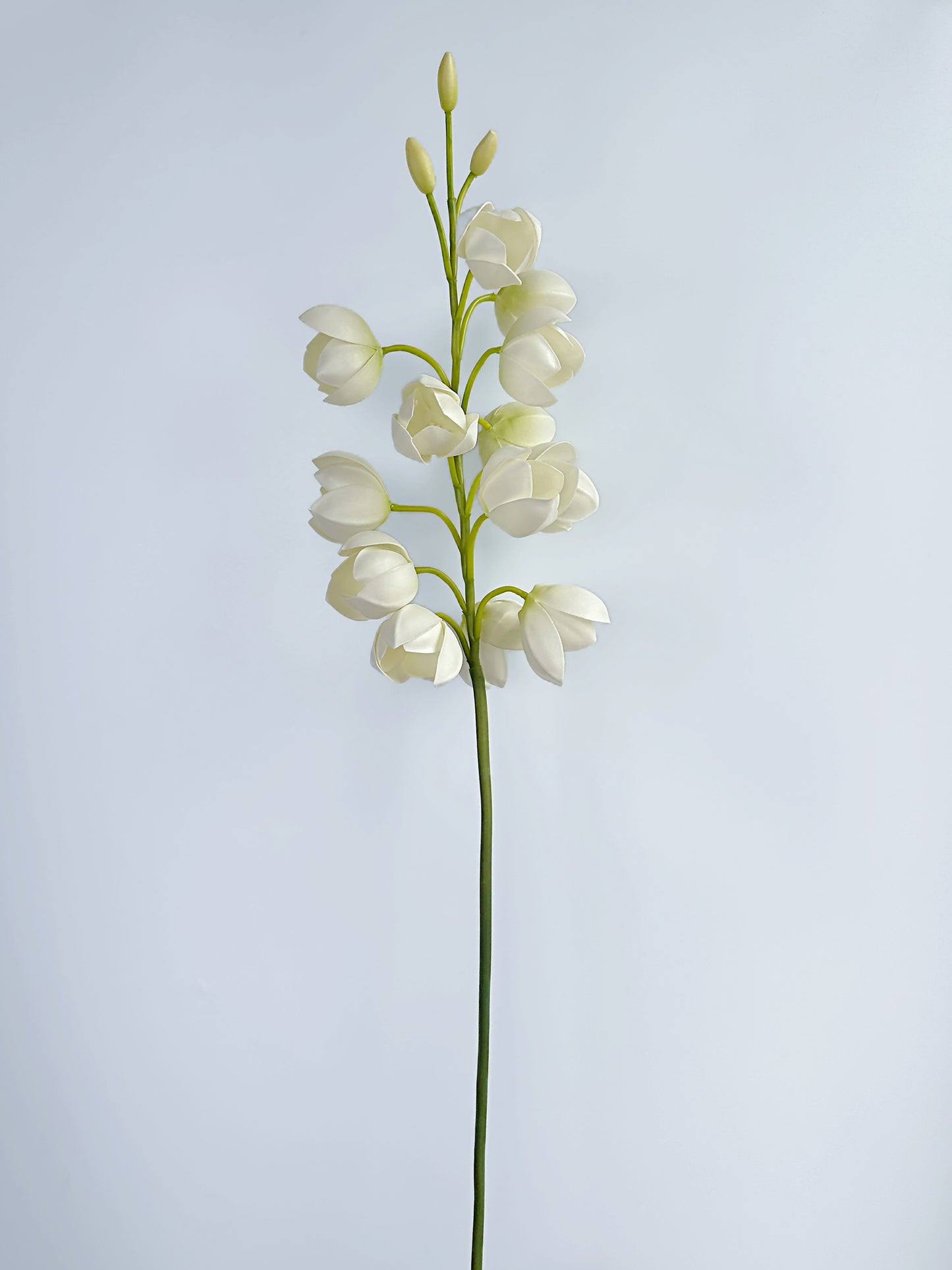 White Lily of Valley