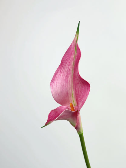 Petal Calla Lily in Rose Pink