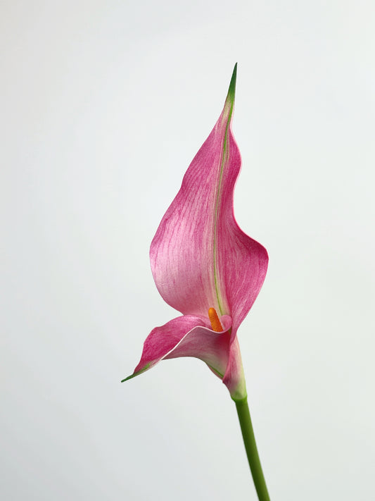 Petal Calla Lily in Rose Pink