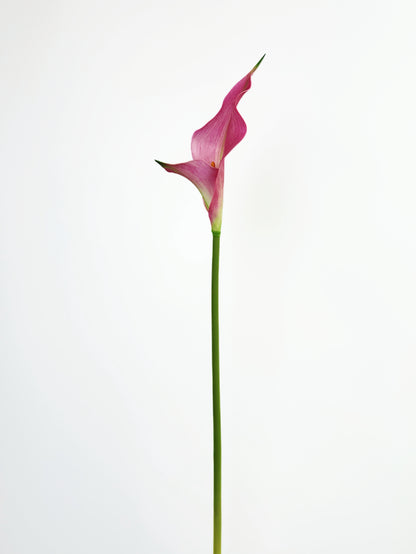 Petal Calla Lily in Rose Pink