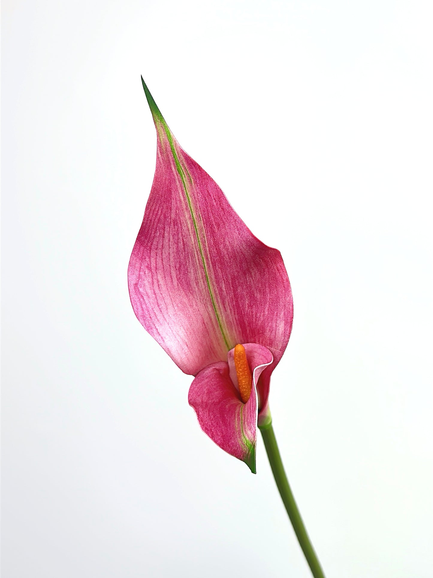 Petal Calla Lily in Rose Pink