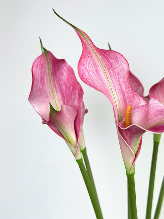 Petal Calla Lily in Rose Pink