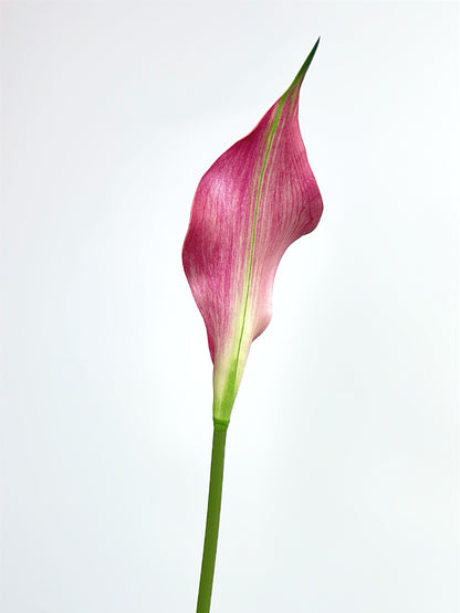 Petal Calla Lily in Rose Pink