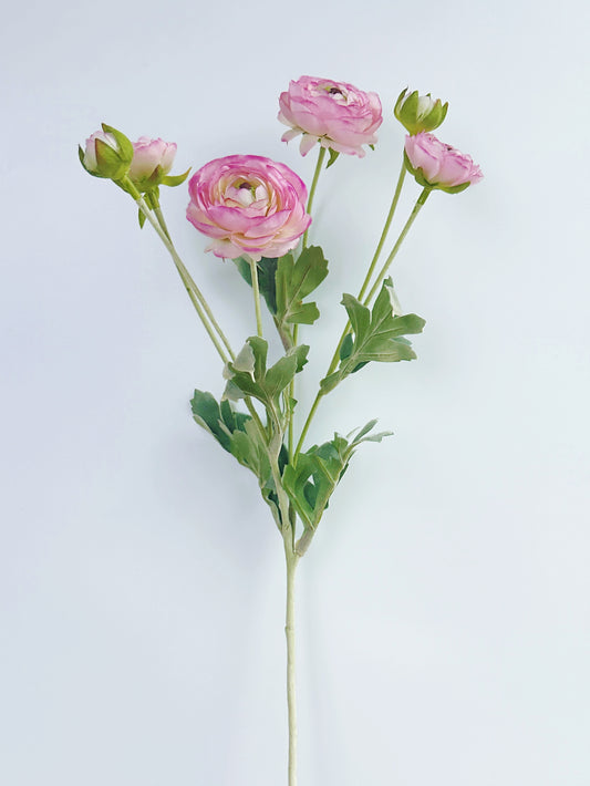 6-Head Ranunculus Spray in Pale Pink