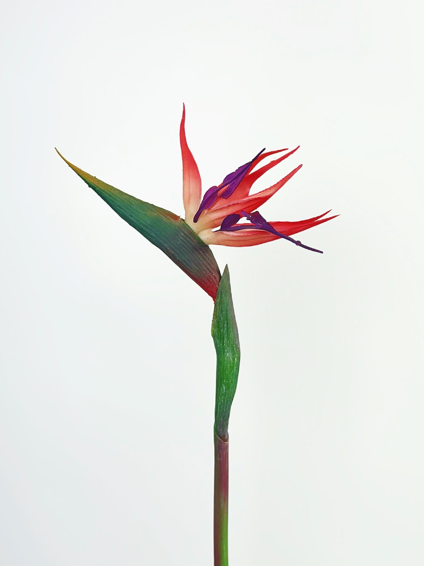 Flamingo Red Bird of Paradise
