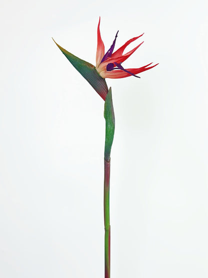Flamingo Red Bird of Paradise