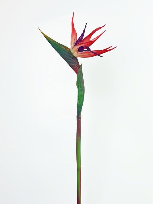 Flamingo Red Bird of Paradise